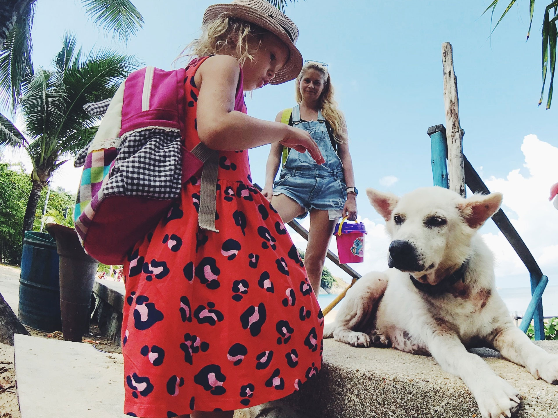 Content Impfen fremder Hund am Strand